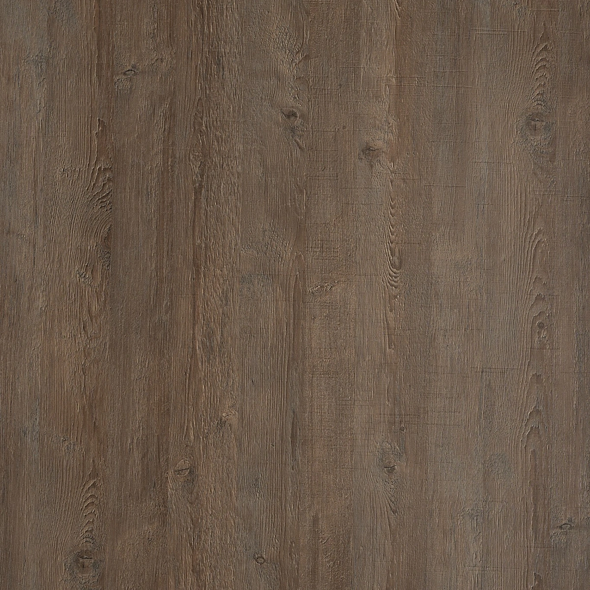 Lacebark Asti Pine product